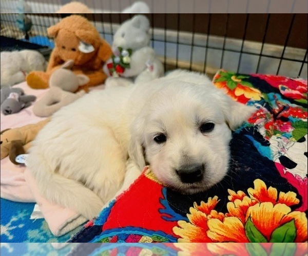 Medium Photo #7 English Cream Golden Retriever Puppy For Sale in MEDFORD TOWNSHIP, NJ, USA