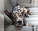 Small #2 Catahoula Leopard Dog Mix