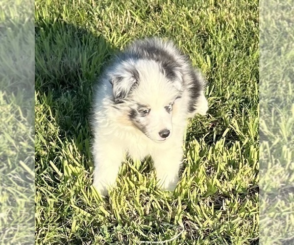Medium Photo #14 Shetland Sheepdog Puppy For Sale in FORT MORGAN, CO, USA