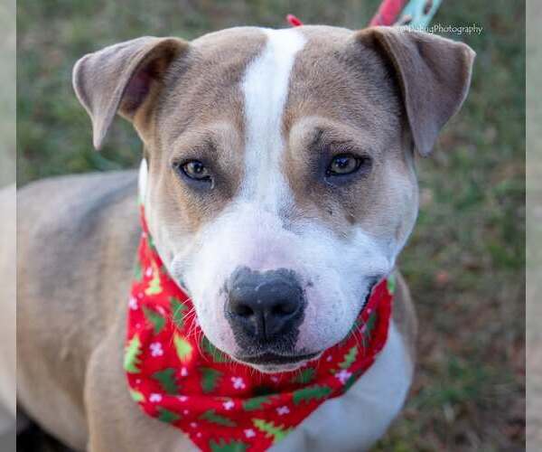 Medium Photo #3 Beagle-Unknown Mix Puppy For Sale in GILBERTS, IL, USA