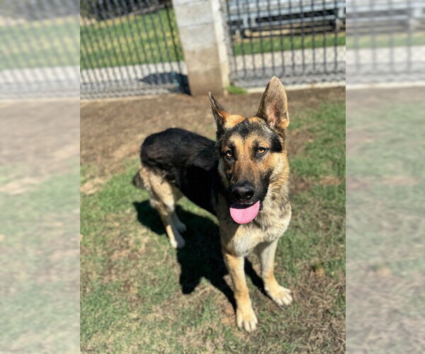 Medium Photo #1 German Shepherd Dog Puppy For Sale in Riverside, CA, USA