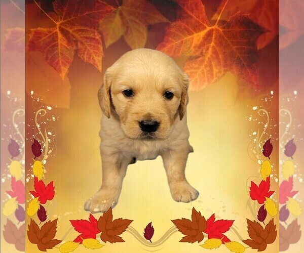 Medium Photo #8 Golden Retriever Puppy For Sale in BLACK FOREST, CO, USA