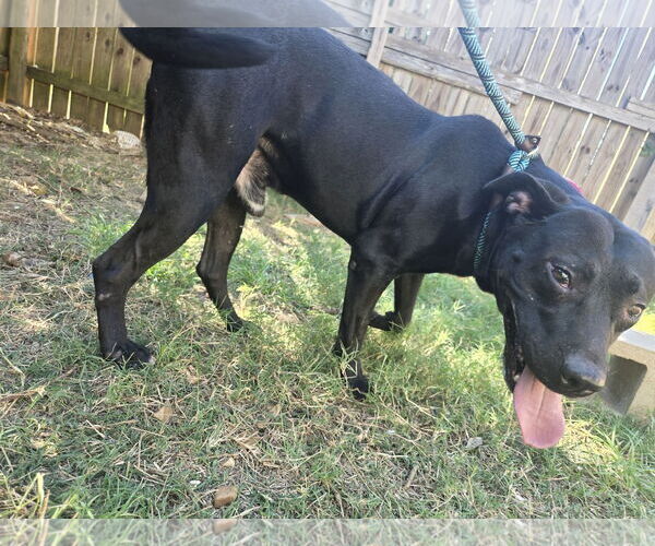 Medium Photo #1 American Staffordshire Terrier-Unknown Mix Puppy For Sale in Jackson, MS, USA