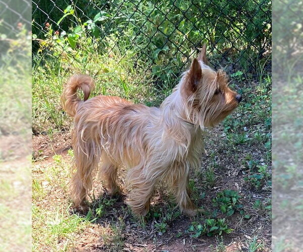 Medium Photo #2 Mutt Puppy For Sale in Milner, GA, USA