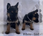 Small Photo #10 German Shepherd Dog Puppy For Sale in KINGWOOD, TX, USA