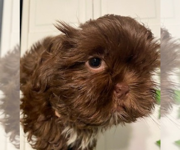 Medium Photo #1 Shih Tzu Puppy For Sale in PAWTUCKET, RI, USA
