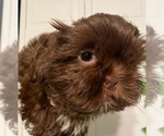 Small Shih Tzu