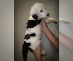 Small Photo #5 Sheepadoodle Puppy For Sale in DANVILLE, AL, USA