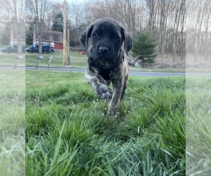 Mastiff Puppy for sale in ENFIELD, CT, USA