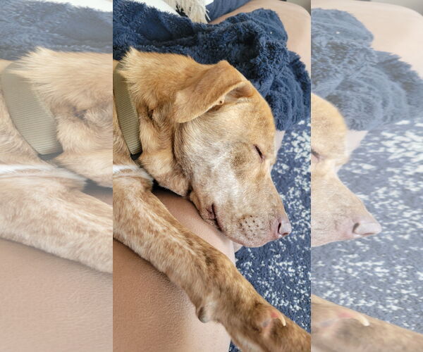 Medium Photo #4 Labrador Retriever-Unknown Mix Puppy For Sale in Doylestown, PA, USA