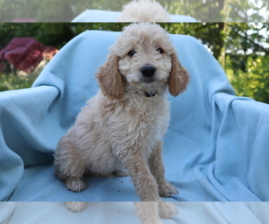 Goldendoodle (Miniature) Puppy for sale in SHILOH, OH, USA