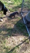 Small Photo #1 Great Dane Puppy For Sale in CALHOUN, IL, USA