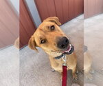 Livie-Lucy Ball - Female Mountain Cur-Unknown Mix Dog for Adoption - Small photo