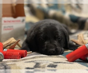 Labrador Retriever Puppy for sale in KNOXVILLE, GA, USA