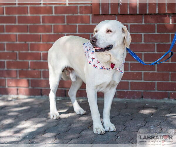 Medium Photo #3 Labrador Retriever-Unknown Mix Puppy For Sale in Clovis, CA, USA