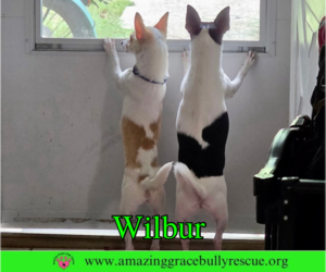 Wilbur - Male Chihuahua-Unknown Mix Dog for Adoption - Photo #2