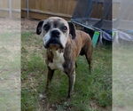 Small #1 Boxer