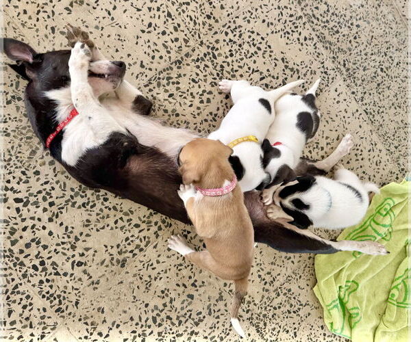 Medium Photo #5 Labrador Retriever-Unknown Mix Puppy For Sale in Sanford, FL, USA