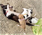 Small #4 Labrador Retriever Mix