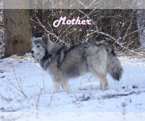 Mother of the Wolf Hybrid puppies born on 12/12/2023