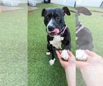Small #4 Boxer Mix