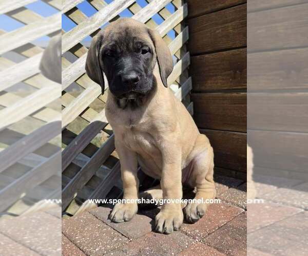 Medium Photo #2 Mastiff Puppy For Sale in CABOOL, MO, USA