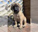 Litter of 9 - Female MastiffLitter of Puppies for Sale - Photo #2