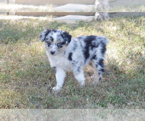 Australian Shepherd Litter for sale in FLAT ROCK, IL, USA