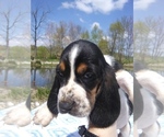 Small Photo #21 Basset Hound Puppy For Sale in PETERSBURG, IN, USA