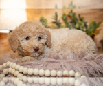 Small #2 Poodle (Miniature)