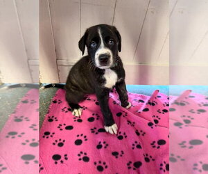 Great Dane Dogs for adoption in Bullard, TX, USA