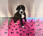 Lily (blue) - Rose litter - Female Great Dane Dog for Adoption - Small photo