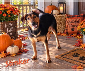 Doberman Pinscher-Labrador Retriever Mix Dogs for adoption in Southbury, CT, USA