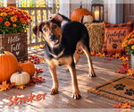 Stinker - Female Doberman Pinscher-Labrador Retriever Mix Dog for Adoption - Small photo