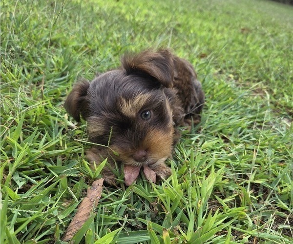 Medium Photo #2 Yorkshire Terrier Puppy For Sale in RHOADESVILLE, VA, USA