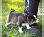 Small #2 Siberian Husky