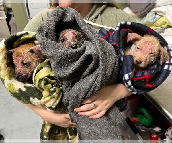 Medium Photo #4 German Shepherd Dog-Unknown Mix Puppy For Sale in Lakewood, CO, USA