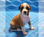 Small Photo #4 Boxer Puppy For Sale in CABOOL, MO, USA