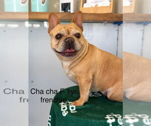 French Bulldog Dogs for adoption in Studio City, CA, USA
