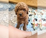 Small #1 Goldendoodle (Miniature)