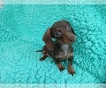 Small Photo #3 Dachshund Puppy For Sale in LAUREL, MS, USA