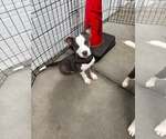 Small #1 Mutt