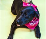 Small #2 Labrador Retriever Mix