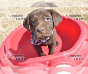 Labrador Retriever Puppy for sale in SANGER, TX, USA