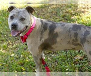 American Staffordshire Terrier Dogs for adoption in Tallahassee, FL, USA