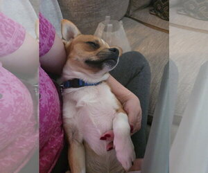Leo - Male Chihuahua-Unknown Mix Dog for Adoption - Photo #3
