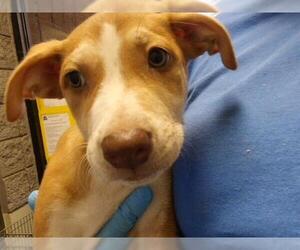 Mutt Dogs for adoption in Tulsa, OK, USA