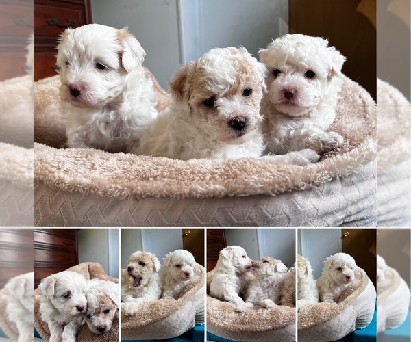 Medium Photo #1 Maltipoo (Miniature) Puppy For Sale in JACKSONVILLE, FL, USA