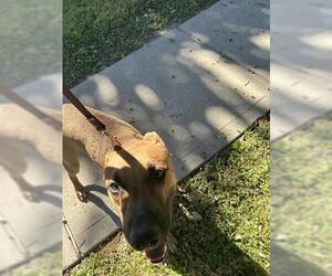 German Shepherd Dog-Unknown Mix Dogs for adoption in Houston, TX, USA