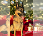 Small #4 German Shepherd Dog